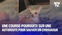 Une course poursuite sur une autoroute à New York pour rattraper… un chihuahua