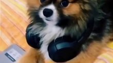 Smart dog , so funny 