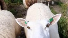 Sheep sound