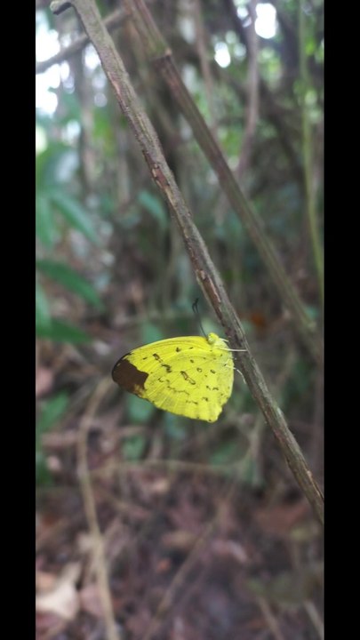 Une bonne baignade en forêt - Do Quang Tuan Hoang