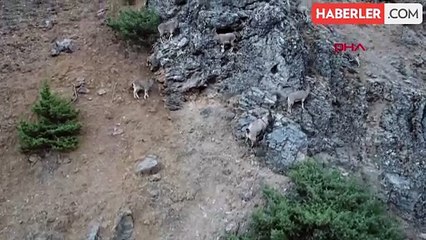 Tunceli'de Yaban Keçisi Avlayan 2 Kişi Suçüstü Yakalandı