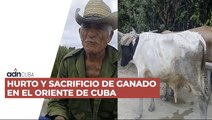 Hurto y sacrificio de ganado en el oriente de Cuba. Denuncias campesinas