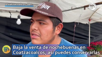 Baja la venta de nochebuenas en Coatzacoalcos; así puedes conservarlas