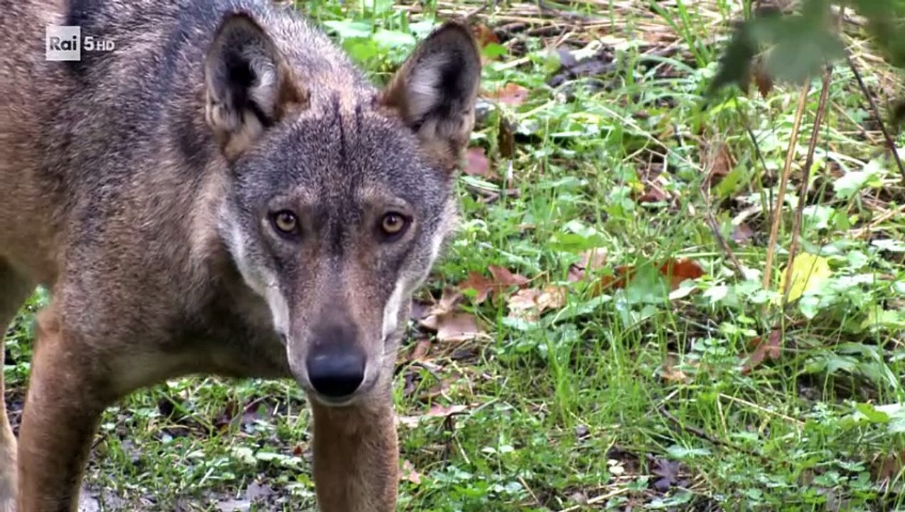 Wild Italy - Lupi - Documentario
