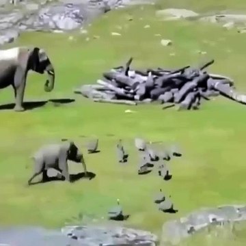 Baby elephant learning to protect momma elephant by chasing off birds