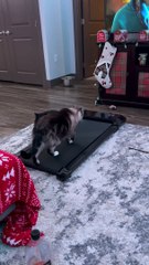 Cat Tries Treadmill