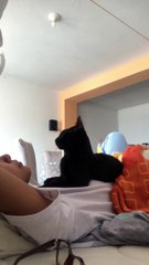 Cat Comforts Crying Owner