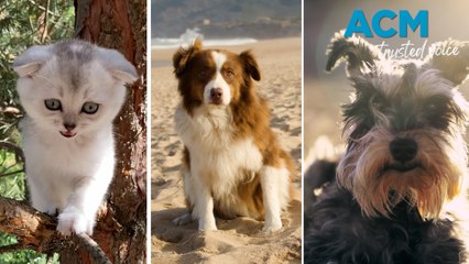 How to keep pets safe and healthy during summer