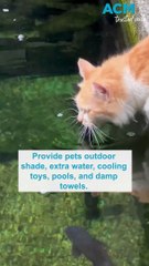How to keep pets safe and healthy during summer