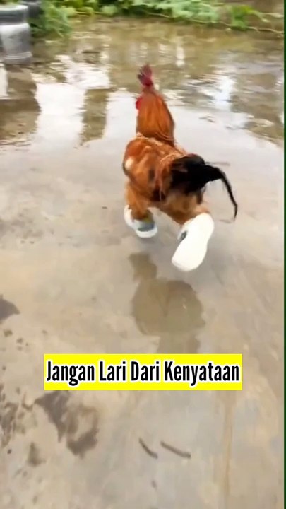 Selingkuh Dengan Janda Perumahan Dikomplek