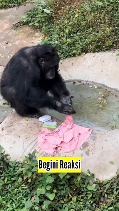 Suami Ngamuk Cuci Baju Akibat Ditinggal Istri Jalan-Jalan