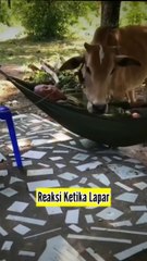 Reaksi Ketika Lapar, Juragannya Tidak Memberikan Makan Kepada Dia