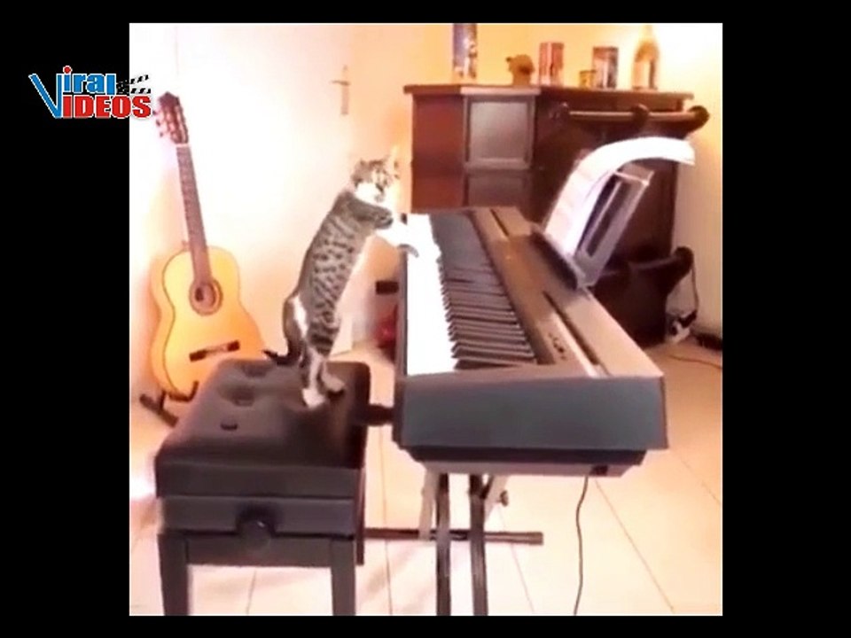 Vicces és aranyos macskák és cicák videók 2023-as összeállítása