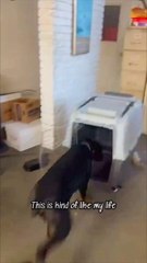 Dog Sprints Full Speed Into Crate Causing it to Flip