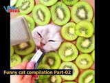 Funny cats & dogs compilation Part-02 | Funny and cute cats | Best cat videos