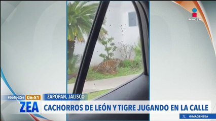 Captan a cachorros de león y tigre jugando en calles de Zapopan