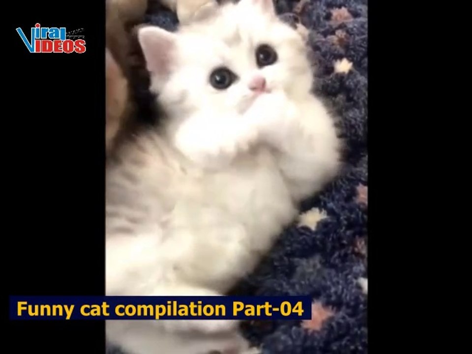 Funny cats & dogs compilation Part-04 | Funny a...