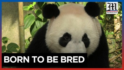 Singapore bids farewell to China-bound panda cub