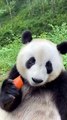 Panda Eating Carrot | Panda Funny Reactions | Panda Hungary Moments | Panda Funny Moments #animals #pets #fun #love #cute #beautiful #funny #Panda