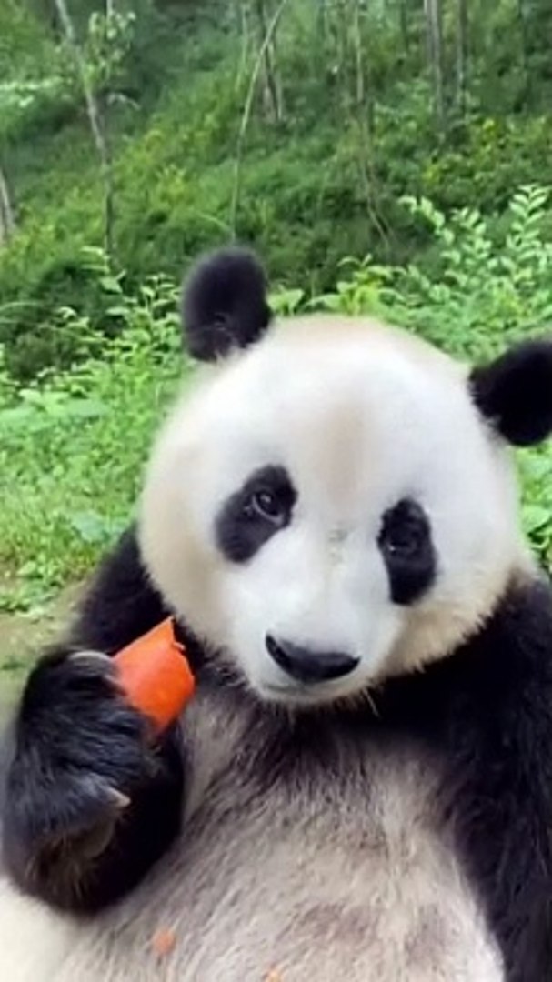 ⁣Panda Eating Carrot | Panda Funny Reactions | Panda Hungary Moments | Panda Funny Moments #animals #