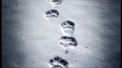 Yeti: The Himalayan Bigfoot, Myth Or Beast?