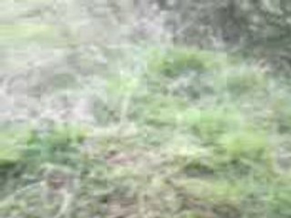 The best gamelle of Dabuels