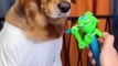 Dog: Just because I'm good-natured doesn't mean I won't bite! funny dog videos