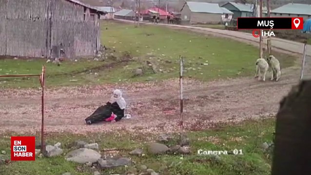 Muş'ta köpeklerin saldırdığı yaşlı kadın hastanelik oldu