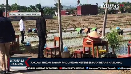 Jokowi Tinjau Tanam Padi, Kejar Ketersediaan Beras Nasional