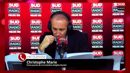 "C’est une provocation !" Le chat, menace pour la biodiversité ? La Fondation Brigitte Bardot réagit