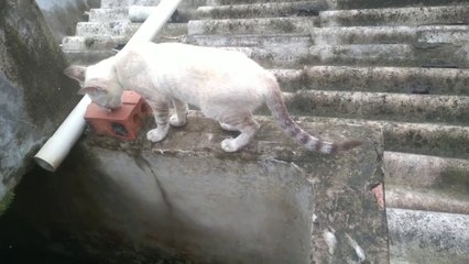 Katze niedlich videos | Meow  meow cute