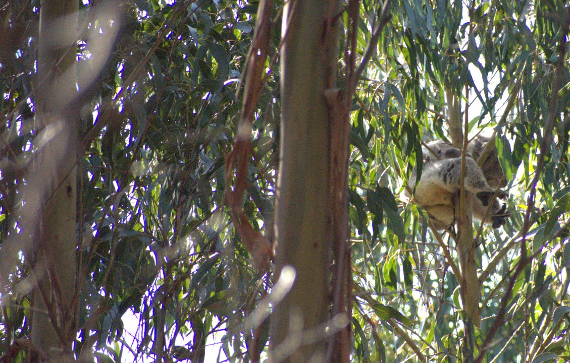 Koala endures logging in Gordon