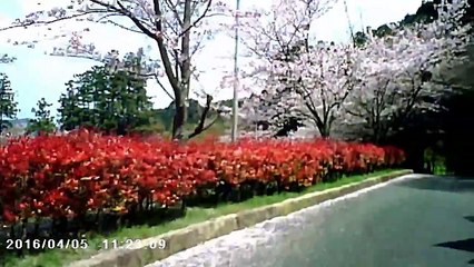 Apr.05/2016-Take pictures with the dashboard camera while driving.