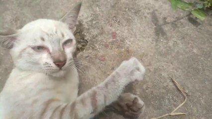 Meow Meow cute ~ funny