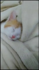 pretty cats  cute قطط جميلة