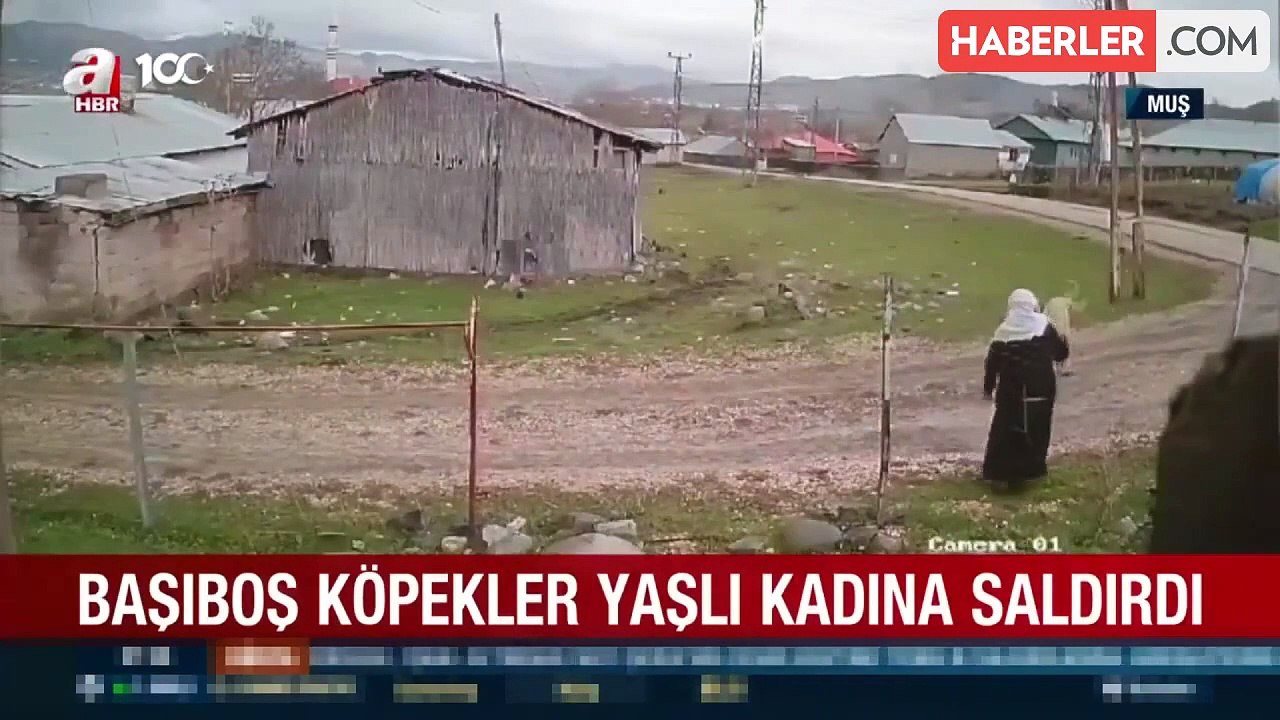 Dehşet anları kamerada! Köpeklerin saldırdığı yaşlı kadına kuduz teşhisi konuldu