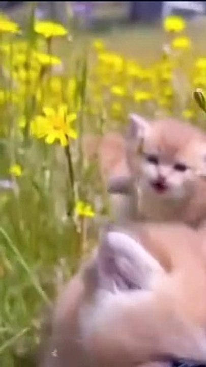 #kitten