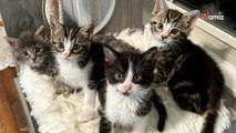 Des chatons sont trouvés dans la rue : une bénévole fait son possible pour les sauver