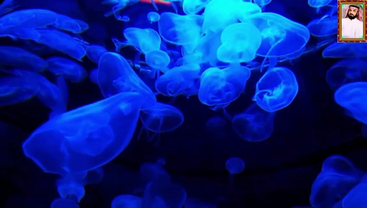 تلاوة مؤثرة بصوت خاشع