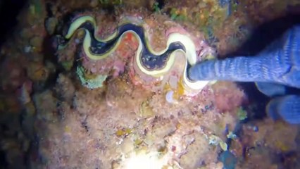 Sea Cucumbers Silent Superheroes of the Seas