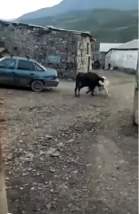 the cow doesn't want a fight,der Kuh will kein streit