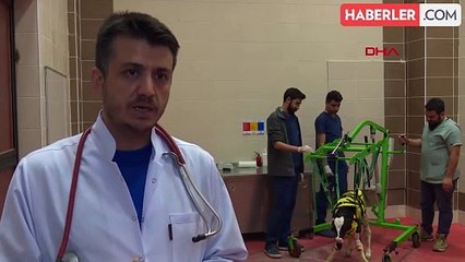 MAKÜ'de yatalak buzağılar için tekerlekli araba projesi kullanılmaya başlandı