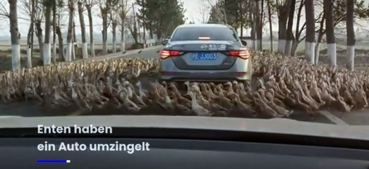 Ducks knocked down a car