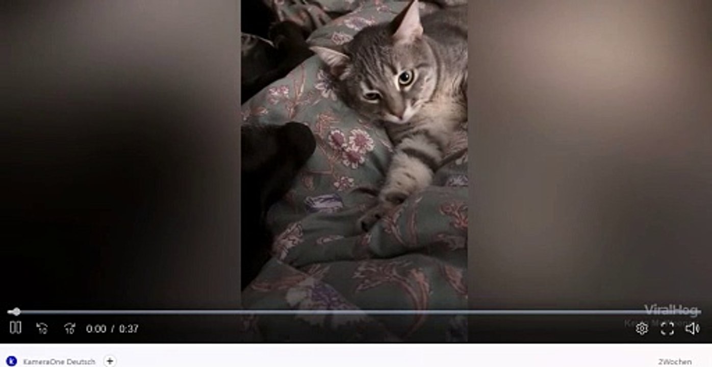 Dog has bad breath - cat can't handle it at all