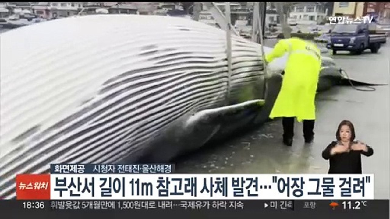 부산서 길이 11ｍ 참고래 사체 발견…"어장 그물에 걸려"