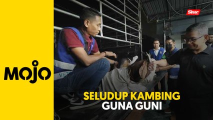 Download Video: Cubaan dua lelaki seludup 78 ekor kambing disumbat dalam guni gagal