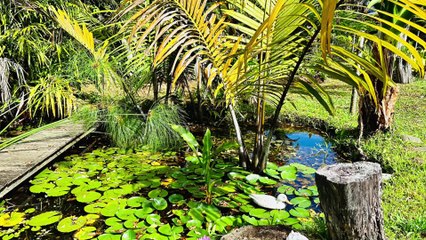 Découvrez Votre Future Maison de Rêve à Nondoué avec Nestenn Nouméa - Tranquillité et Nature Incluses