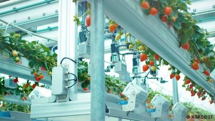 The digital landscape – robots in harvesting