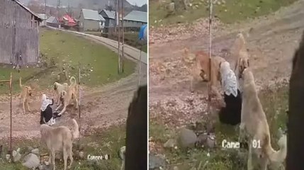 Muş'ta yolda yürüyen 79 yaşındaki Medine Kızıltaş,  başıboş köpeklerin saldırısına uğradı
