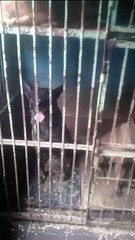 كلاب مخيفة وشرسة وضعوها في قفص حديدي